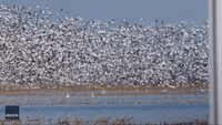 Massive Flock of Snow Geese Swirls Above Minnesota Wetland