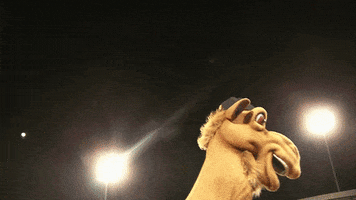 Great Lakes Loons GIF