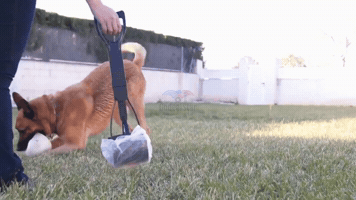 Pooperscooper GIF