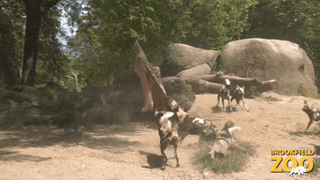 African Painted Dogs Eating GIF by Brookfield Zoo