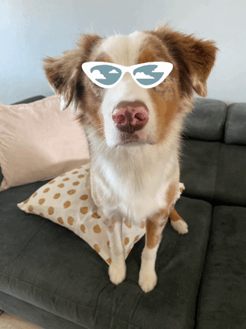 petnannypr GIF