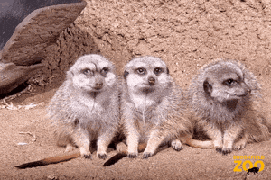 Friends Cute Animals GIF by Brookfield Zoo