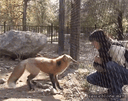 Excited Fox GIF