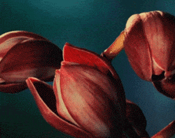 flowers blooming GIF by Global Entertainment