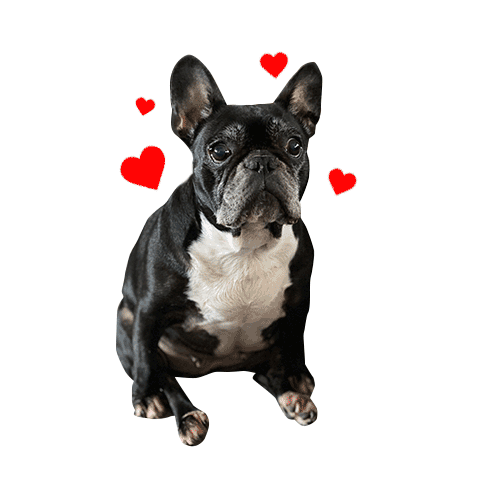 French Bulldog Love Sticker by Five Below for iOS & Android | GIPHY