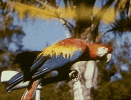 I Miss You Parrot GIF