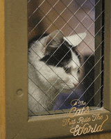 Cat Cats Rule GIF by Sheba Official