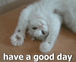 Cat Have A Good Day GIF by MOODMAN