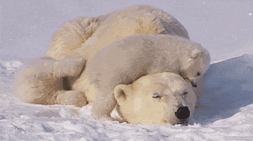 Polar Bear Snuggles GIF