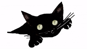 Gato GIF
