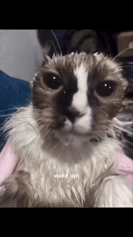 Wake Up Cat GIF