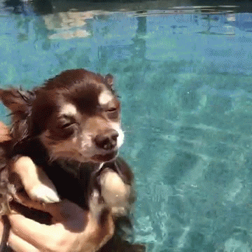 tired doggy paddle GIF