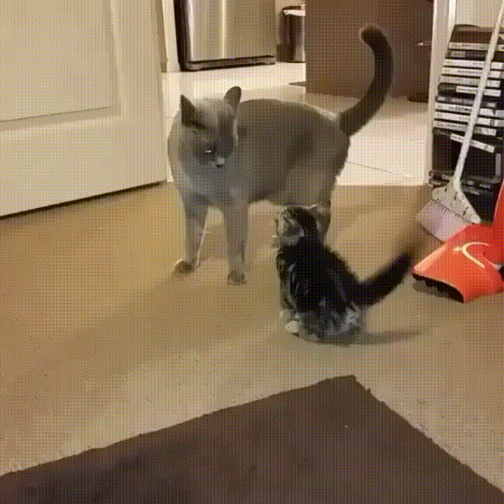 cat tail GIF