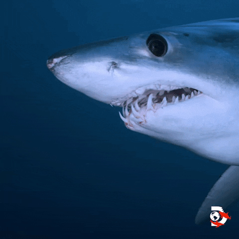 Awesome Sharks GIF by Shark Week