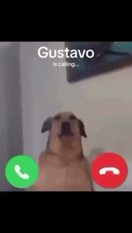 Dog Gustavo GIF