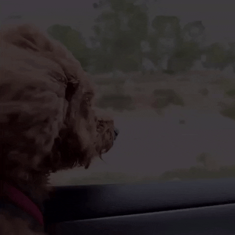 dog love GIF by The Videobook
