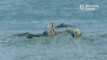 Sea Otter Ocean GIF by Monterey Bay Aquarium