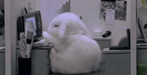 Rabbits GIF - Find & Share on GIPHY