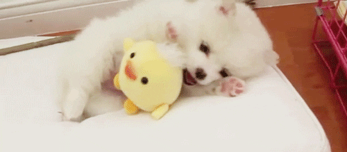 15 Cute Animal Gifs to Brighten Up Your Day ⋆ College Magazine