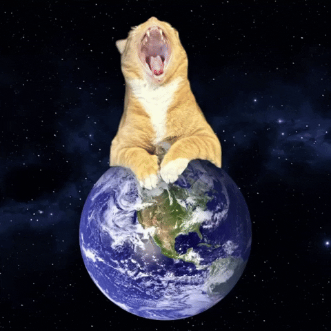 Cat GIF