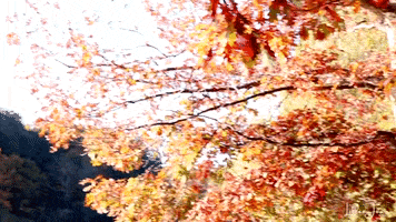 Fall Season Autumn GIF by Lillee Jean