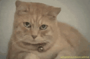 cat cry GIF