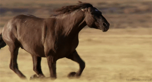 Free-horse GIFs - Get the best GIF on GIPHY