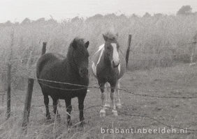 Talking Animals Reaction GIF by Brabant in Beelden