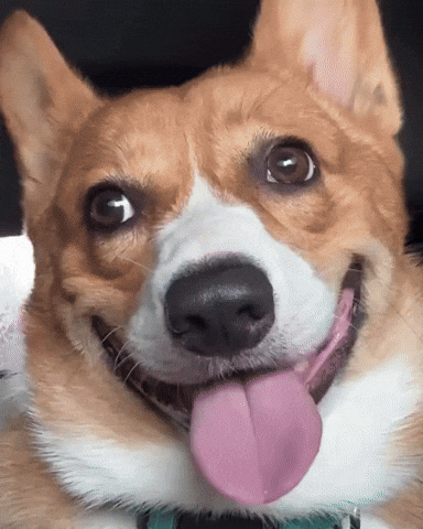 What The Corgi GIF