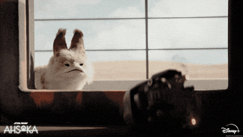 Cat Kitty GIF by Star Wars