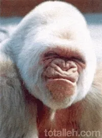 nortygordytherudeone GIF