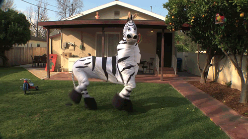 Tagesfrage Denkst du Zebras sind weiß mit schwarzen Streifen oder schwarz mit
