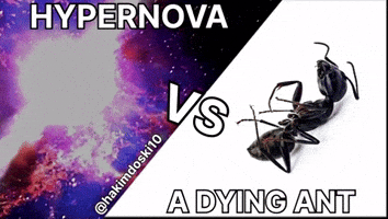 Hydrogen Bomb Ant GIF