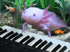 Keyboard Axolotl GIF