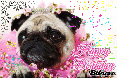 Happy Birthday Pug GIFs - Get the best GIF on GIPHY