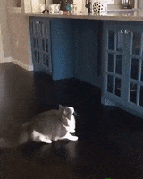 Cat Jumping GIF by JustViral.Net