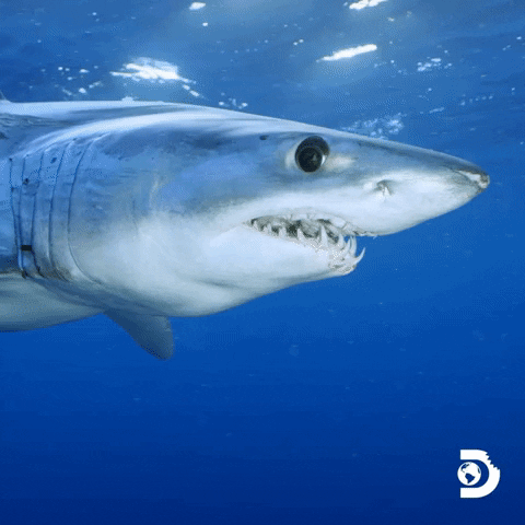 Discovery Channel Travel GIF by Shark Week