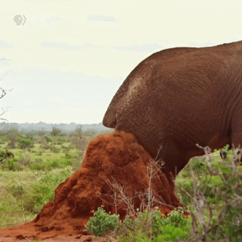 Wild Animals Elephant GIF by Nature on PBS