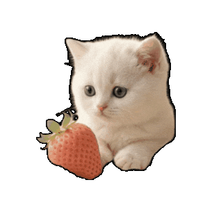 Cat Momo Sticker