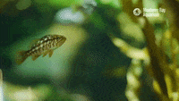 Small Fish GIFs - Find & Share on GIPHY
