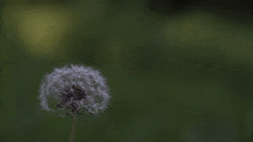 Dandelion Weeds GIF by JC Property Professionals