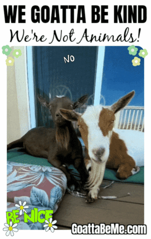 Be Nice GIF by Goatta Be Me Goats! Adventures of Pumpkin, Cookie and Java!
