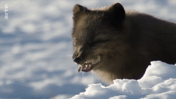fox snow GIF by ARTE