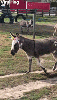Donkeys Dressed Up As Unicorns GIF by ViralHog