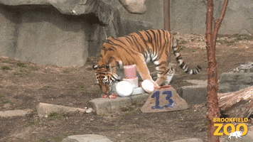 Happy Birthday Eating GIF by Brookfield Zoo