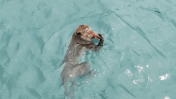 Monkey GIF