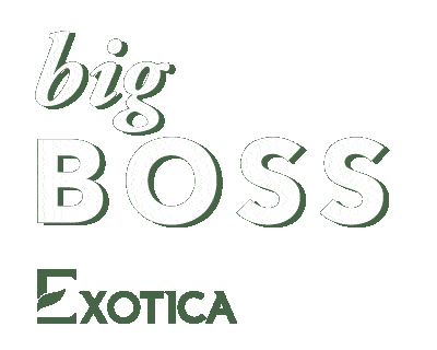 Exotica GIFs on GIPHY - Be Animated