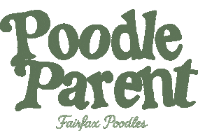 Poodle Sticker by Fairfax Poodles