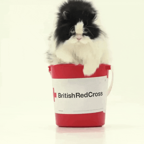 Cat GIF by IFRC