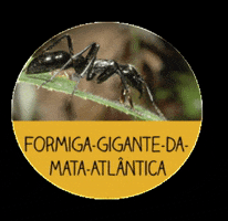 Os menores bichos do Brasil GIF